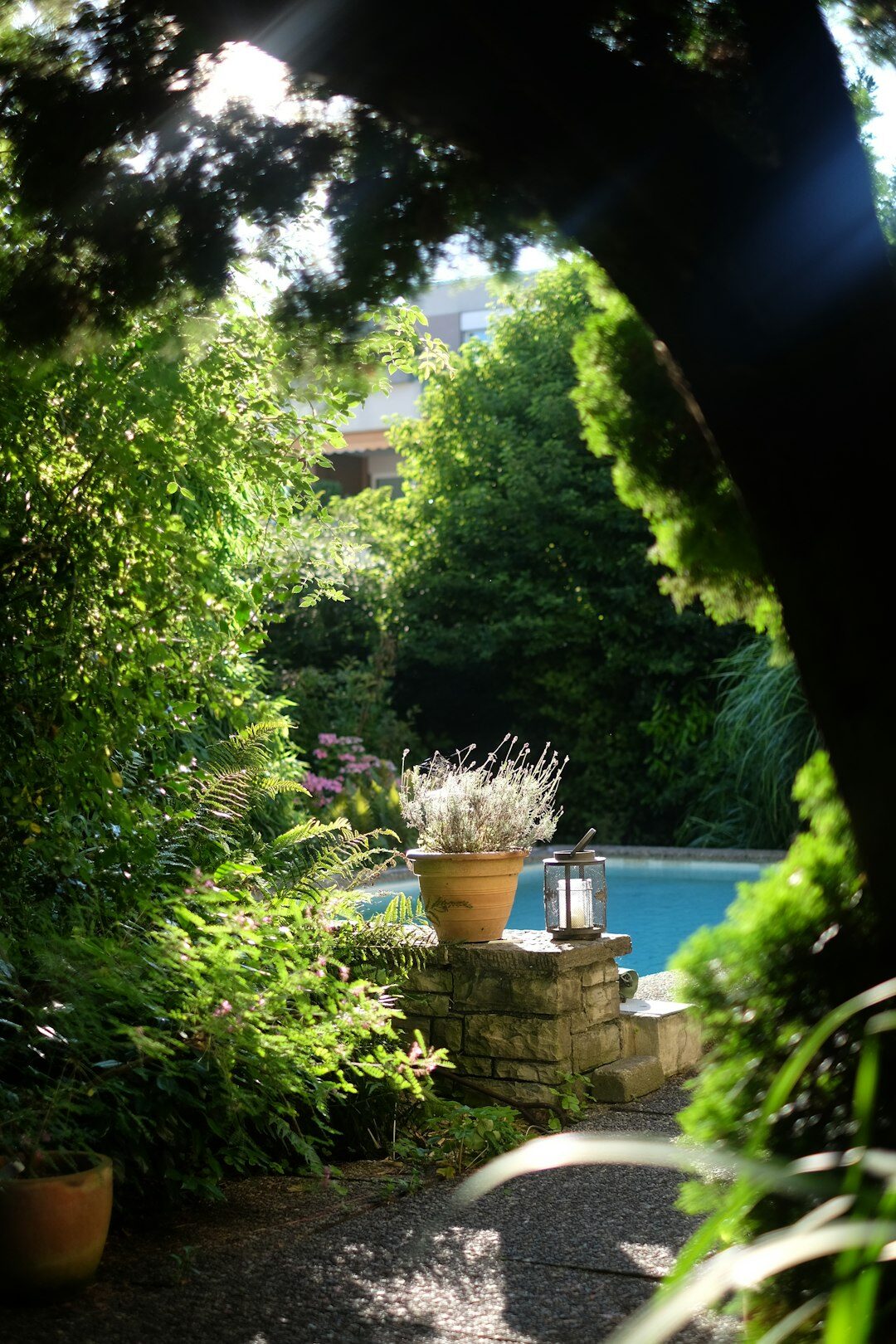 luxury celebrity garden and pool